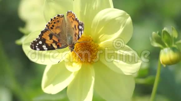 蝴蝶给一朵花授粉视频的预览图