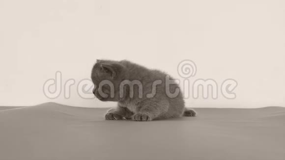 英国可爱的小猫坐在灰色的地板上视频的预览图