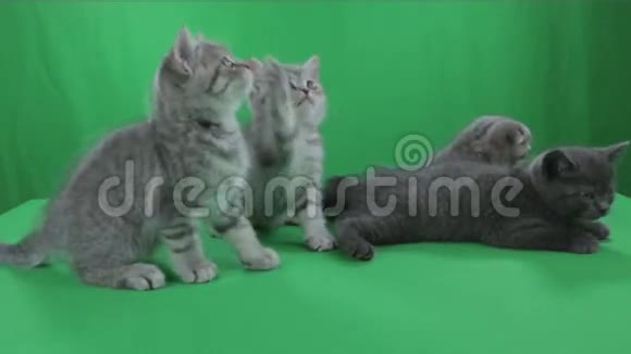 美丽的小猫苏格兰折叠绿色屏幕视频的预览图