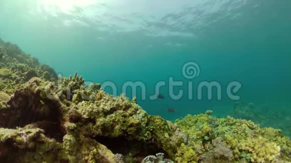 珊瑚礁和热带鱼视频的预览图