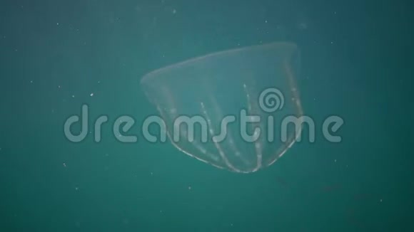 虎视眈眈掠食性的梳子果冻卵生在水里游来游去寻找食物入侵黑海的福纳乌克兰视频的预览图