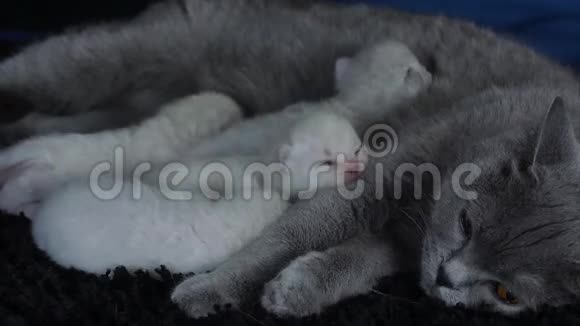 母猫喂她的小猫黑背景视频的预览图