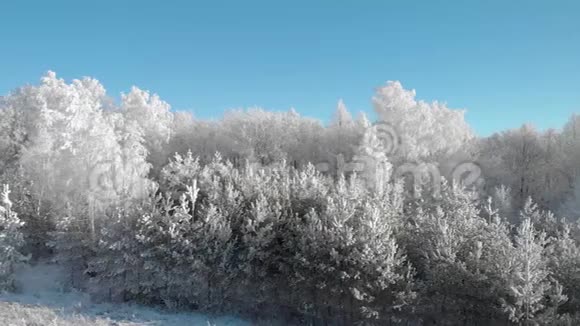 一片美丽的冬霜林那里的树木都在霜冻中视频的预览图