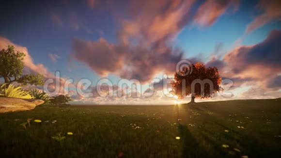 一对夫妇在绿色的草地上奔跑生命之树在美丽的日出前奔跑视频的预览图