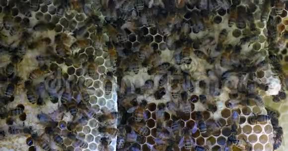 欧洲蜂蜜蜜蜂意大利蜜蜂野雷蜜蜂阿尔维鲁斯蜜蜂诺曼底野蜂实时4K视频的预览图