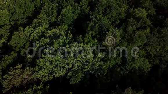 俄罗斯高加索森林背景下夏季绿树的空中俯视图视频的预览图