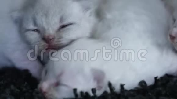 小的英国香花丁香小猫黑色背景视频的预览图