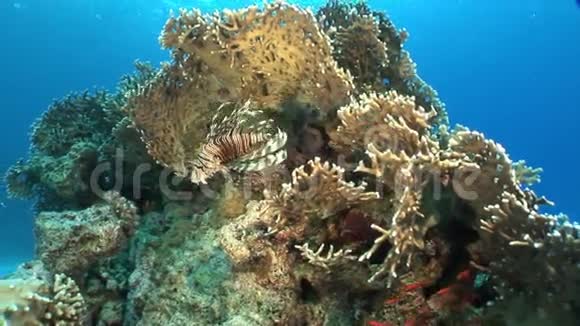 红海底水下景观珊瑚中的蝎子鱼视频的预览图