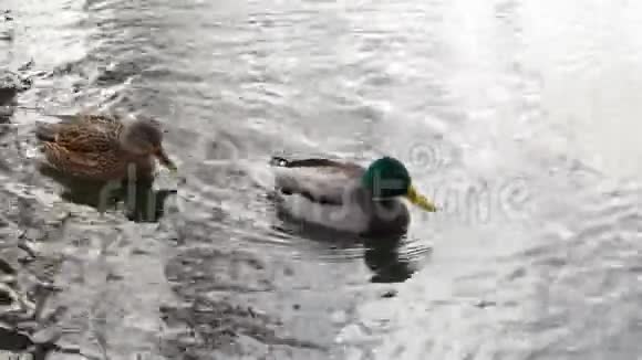 鸭子在靠近4k的湖上游泳视频的预览图