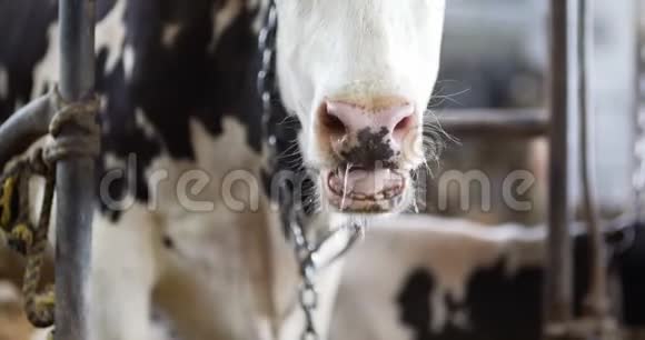 奶牛在农场谷仓农业中吃干草农场奶牛稳定视频的预览图