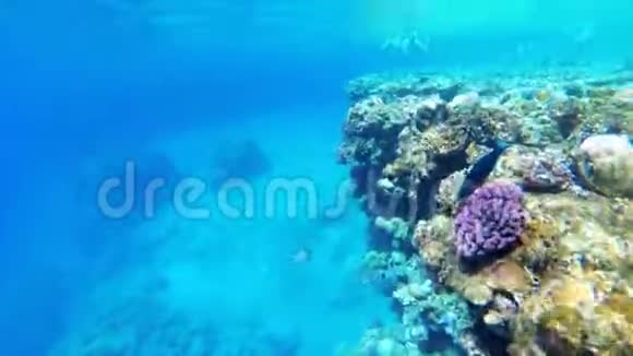 珊瑚礁附近的红海漂浮着五颜六色的鱼埃及视频的预览图