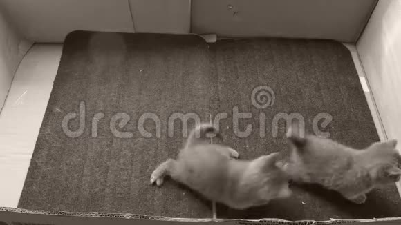 英国小猫在门垫上玩耍视频的预览图