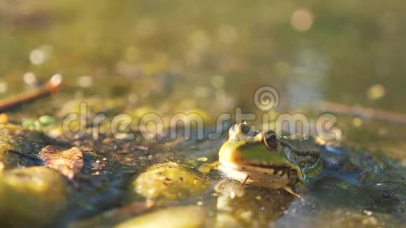 沼泽里池塘里的绿蛙拉娜埃斯古丽塔的生活方式青蛙在水中对自然的影响动物野生概念视频的预览图