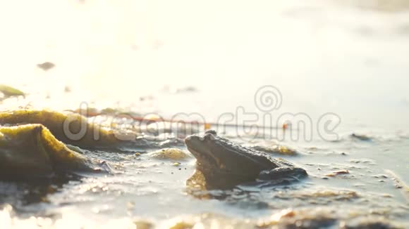 沼泽里池塘里的绿蛙拉娜埃斯古丽塔青蛙在水中对自然的影响野生动物生活方式概念视频的预览图