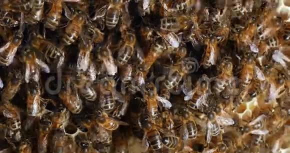 欧洲蜂蜜蜜蜂意大利蜜蜂野雷蜜蜂阿尔维鲁斯蜜蜂诺曼底野蜂实时4K视频的预览图