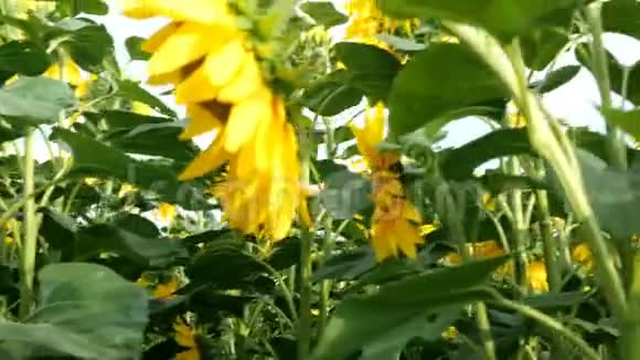 盛开的向日葵在阳光明媚的夏日田野阳光明媚农业花卉背景视频的预览图