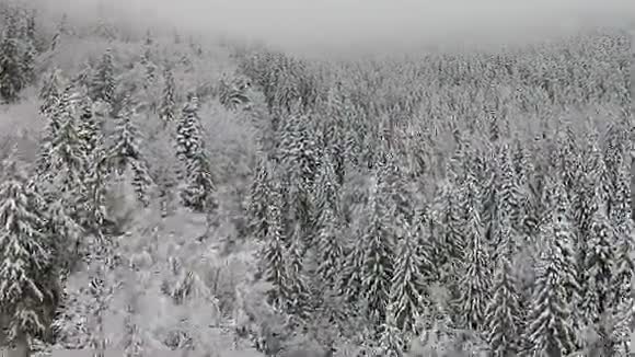 高地积雪覆盖的树木视频的预览图
