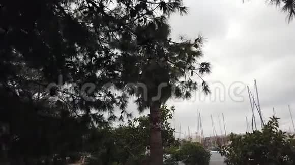 背景中有黑暗天空的棕榈树视频的预览图
