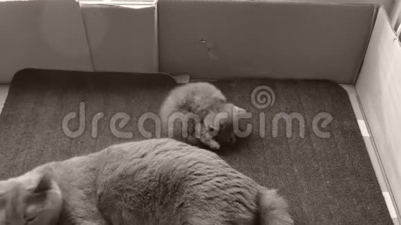 英国可爱的小猫和妈妈在门垫上玩耍视频的预览图