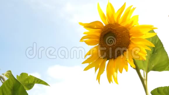盛开的向日葵在阳光明媚的夏日田野阳光明媚农业花卉背景视频的预览图