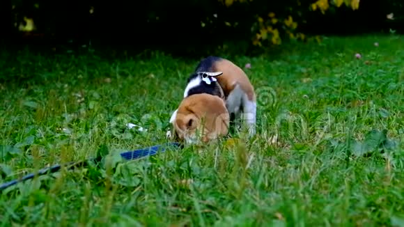 一只体贴的小猎犬在城市公园散步时带着蓝色的皮带一只漂亮小狗的肖像视频的预览图