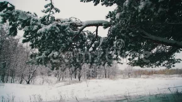 在冬天白雪覆盖的圣诞树树枝上落下的雪慢动作视频的预览图