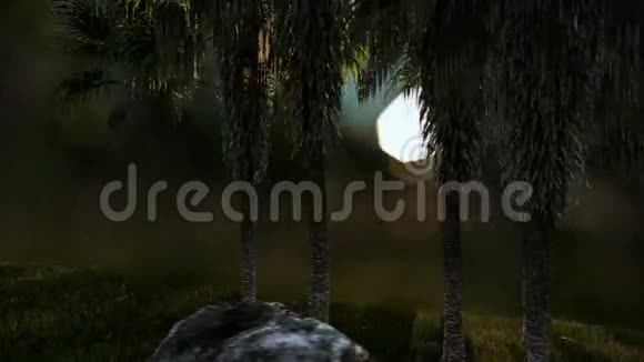 油棕树植对美丽的镜头视频的预览图