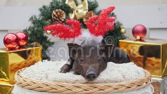 一只长着圣诞鹿角的可爱猪躺在篮子里视频的预览图