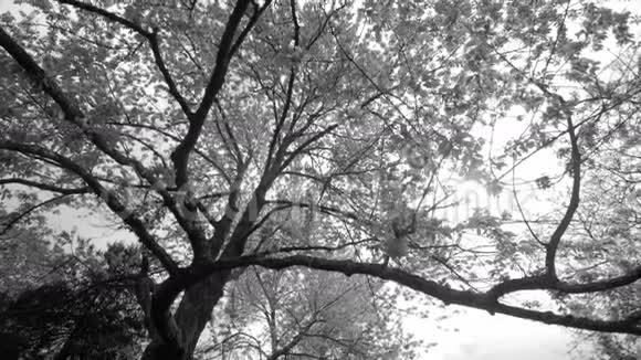 美丽的大树开着白花动作缓慢视频的预览图