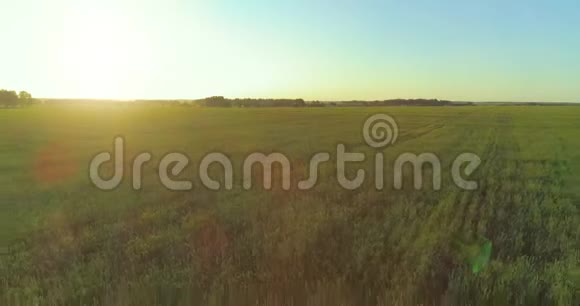 夏季阳光充足的夜晚低空飞行在乡村夏田之上有着无尽的黄色景观地平线上的太阳视频的预览图