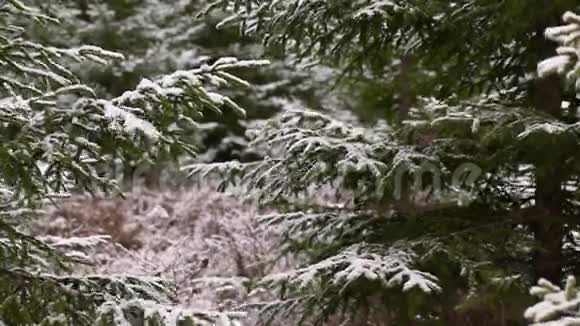 树林里的圣诞老人视频的预览图