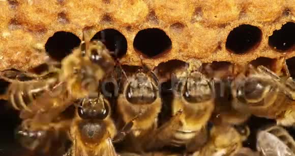 欧洲蜂蜜蜜蜂意大利蜜蜂葡萄黑蜂诺曼底蜜蜂实时4K视频的预览图