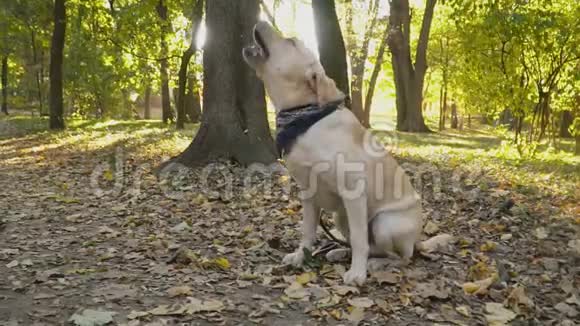 公园里的狗种拉布拉多视频的预览图