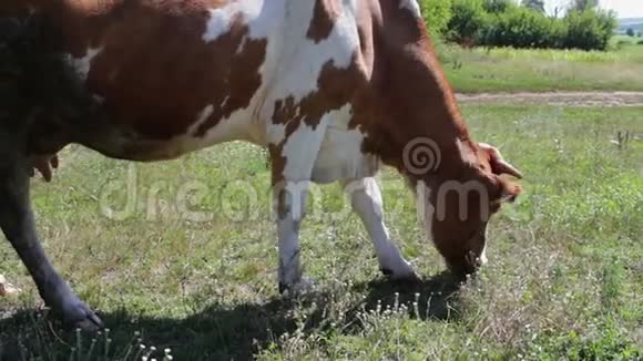 牛在田里吃草奶牛吃草农场牛在牧场放牧农业产业视频的预览图