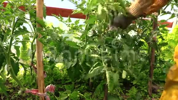 高级花匠妇女照料温室里的西红柿视频的预览图