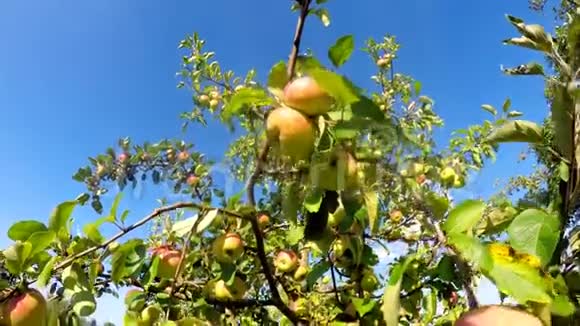 夏天苹果在树上视频的预览图