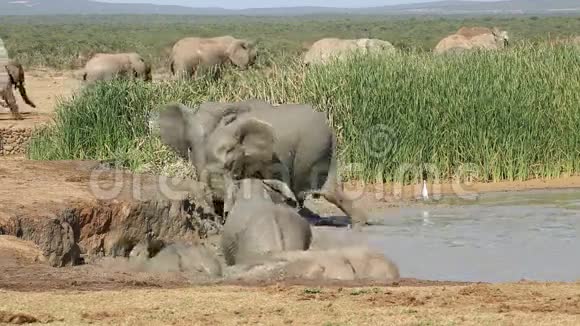 好玩的非洲象视频的预览图