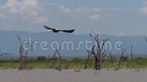 非洲鱼鹰卤虫飞行中的成年人翅膀肯尼亚的巴林戈湖视频的预览图
