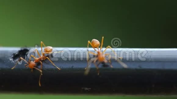 马可射中蚂蚁行走视频的预览图