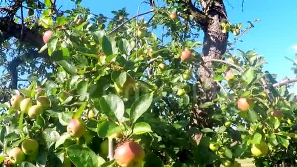 夏天苹果在树上视频的预览图