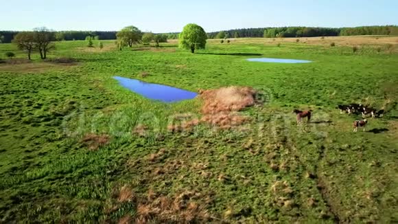 奶牛在池塘附近的草地上觅食视频的预览图