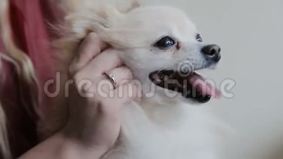 白狗在女人手里视频的预览图