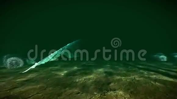 海底沉船录像视频的预览图