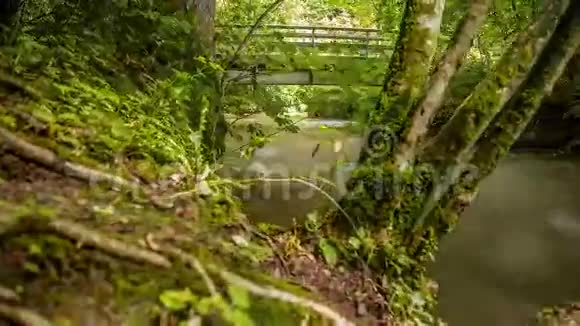 河流流经绿色森林视频的预览图