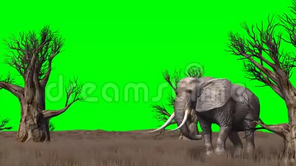 大象穿过草原绿色的屏幕视频的预览图