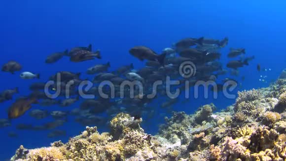 珊瑚礁上的4k黑鸟学校视频的预览图