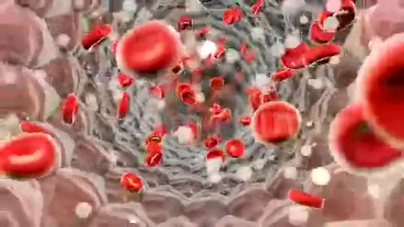 动脉内真实的血细胞在血流中移动的红细胞视频的预览图