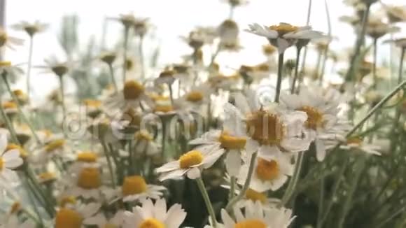 美丽的夏花洋菊视频的预览图