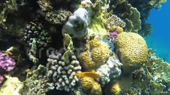 红海多色热带鱼类的水下珊瑚礁埃及视频的预览图