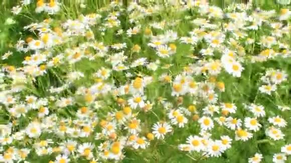 白色美丽的洋甘菊的花视频的预览图